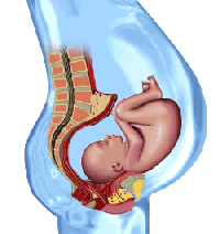 return to pregnancy