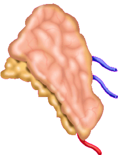 return to the adrenal glands