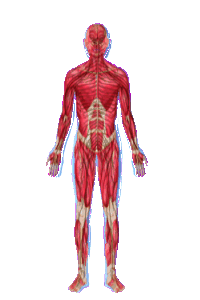 go to muscles and nerve disorders