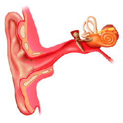 go to ear disorders