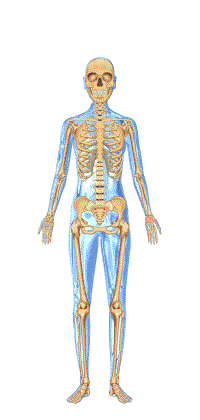 return to bones and joints