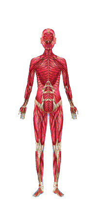 go to muscles and nerve disorders