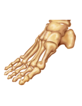 go to foot disorders