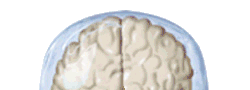 Brain