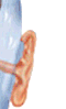 Ears