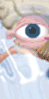 Eyes