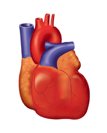 return to heart and blood vessels