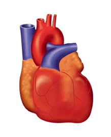 go to heart and blood vessels disorders