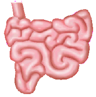 return to small intestine