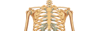 Shoulders