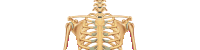 Shoulders