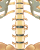 Spine