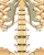 Spine