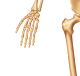 Hand
