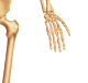Hand