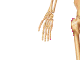 Hand