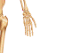 Hand