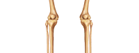 Knees