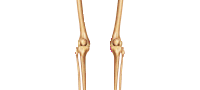 Knees