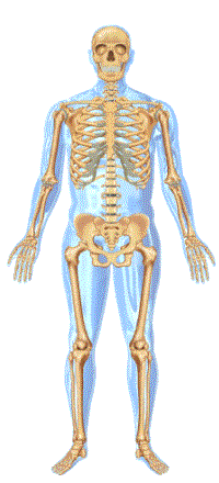go to bone and joint disorders