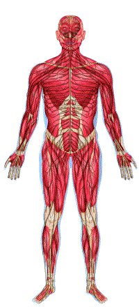 go to muscles and nerve disorders