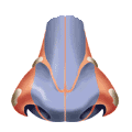 go to nose disorders
