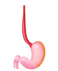 go to oesophagus disorders
