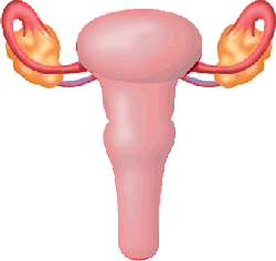 go to ovary disorders