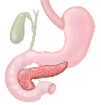 return to the digestive system