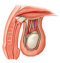 return to the male genital tract