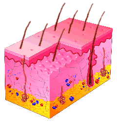 return to the skin