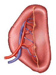 go to spleen disorders