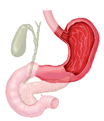 return to stomach and duodenum