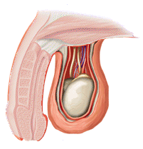 return to the testicles and epididymus