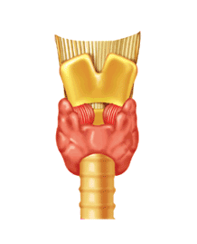 go to throat disorders