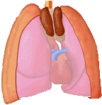 return to thymus