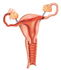 return to the vulva